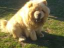 Chow Chow, Chow-Chow Rüde zur Zucht