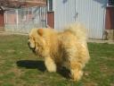 Chow Chow, Chow-Chow Rüde zur Zucht