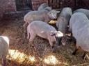 Sheep for sale