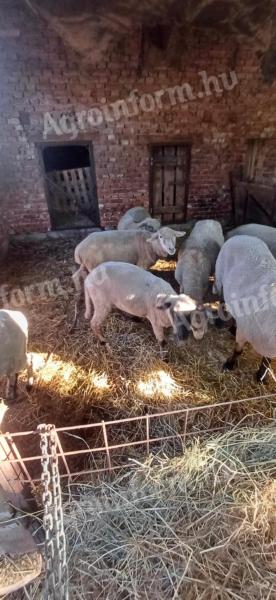Sheep for sale
