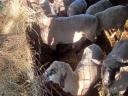 Sheep for sale
