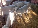 Sheep for sale
