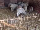 Sheep for sale