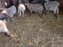 Sheep for sale