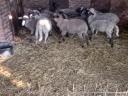 Sheep for sale