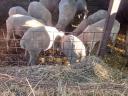 Sheep for sale