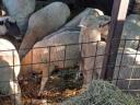 Sheep for sale