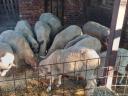 Sheep for sale