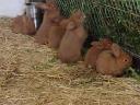 New Zealand red rabbit