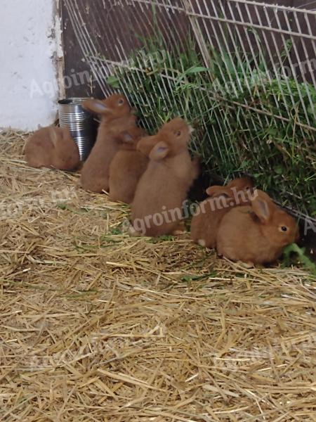 New Zealand red rabbit
