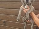Reinrassige Cane Corso-Welpen kostenlos erhältlich