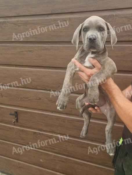 Reinrassige Cane Corso-Welpen kostenlos erhältlich