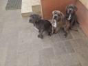 Reinrassige Cane Corso-Welpen kostenlos erhältlich