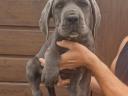 Reinrassige Cane Corso-Welpen kostenlos erhältlich