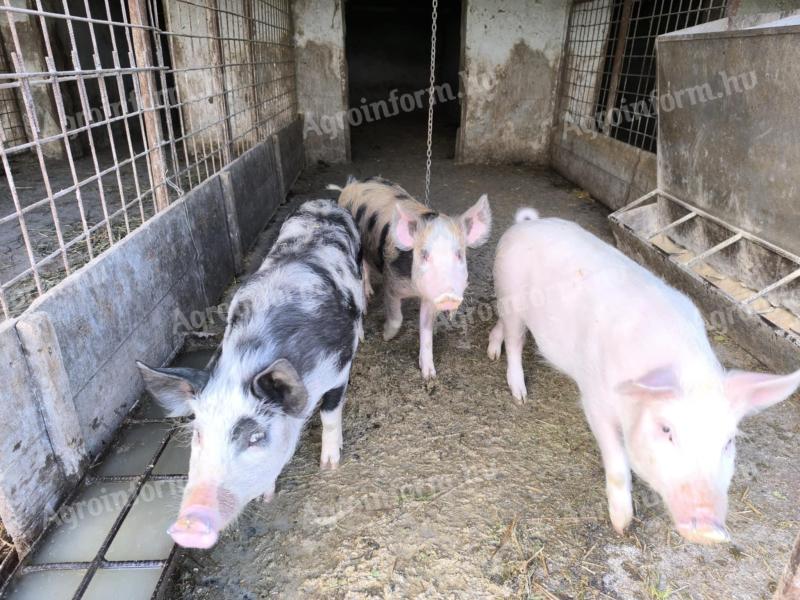 Mastschweine, Abferkelschweine und Absetzschweine
