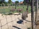 Emu for sale