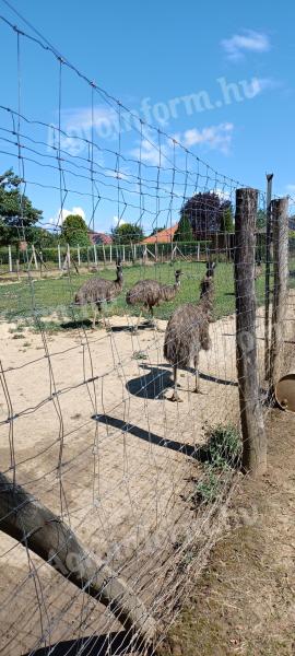 Emu for sale