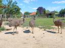 Emu for sale