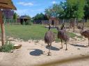 Emu for sale