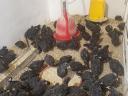 Tetra Sperber Mice