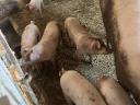 For sale 25 kg Hungarian shovels *Duroc piglets
