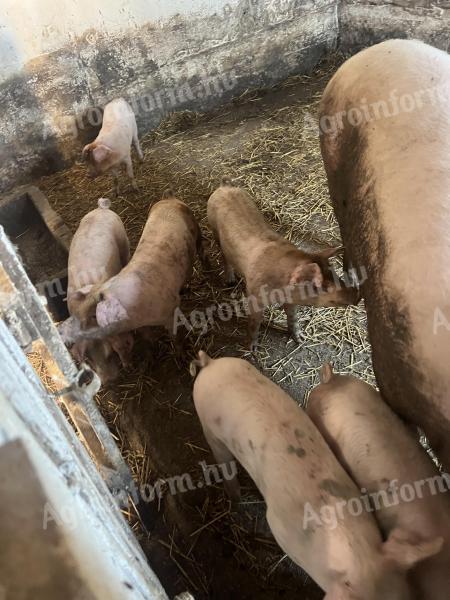 For sale 25 kg Hungarian shovels *Duroc piglets