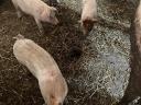 For sale 25 kg Hungarian shovels *Duroc piglets
