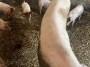 For sale 25 kg Hungarian shovels *Duroc piglets