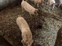 For sale 25 kg Hungarian shovels *Duroc piglets