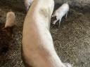 For sale 25 kg Hungarian shovels *Duroc piglets