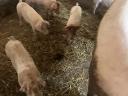 For sale 25 kg Hungarian shovels *Duroc piglets