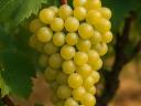 Grapes for sale for wine or brandy