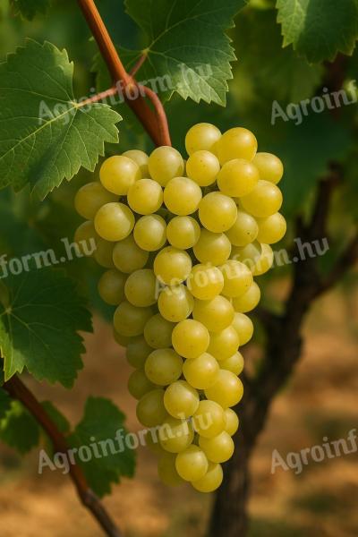 Grapes for sale for wine or brandy