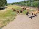 Cameroon sheep for sale