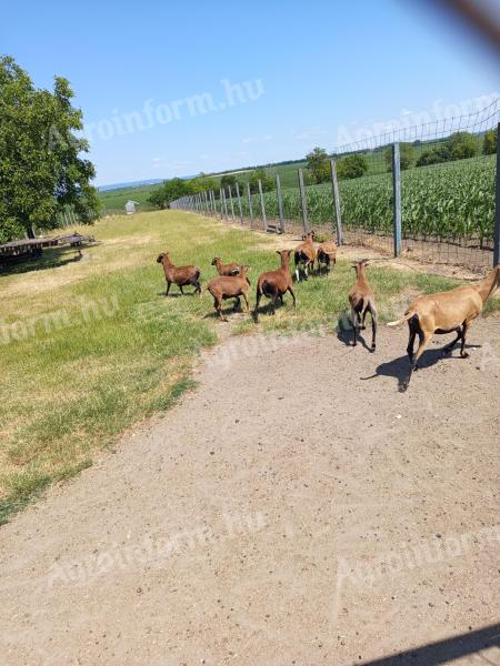 Cameroon sheep for sale