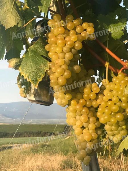 Grožđe na prodaǰu u Nagiredu, u vinskom regionu Matra