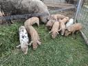 Mangalica × Duroc-Ferkel