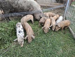Mangalica × Duroc malacok