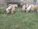 Mangalica × Duroc-Ferkel