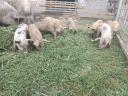 Mangalica × Duroc-Ferkel