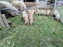 Mangalica × Duroc-Ferkel