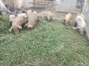 Mangalica × Duroc-Ferkel