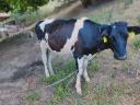 Holstein heifer