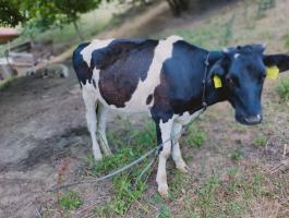 Holstein üsző