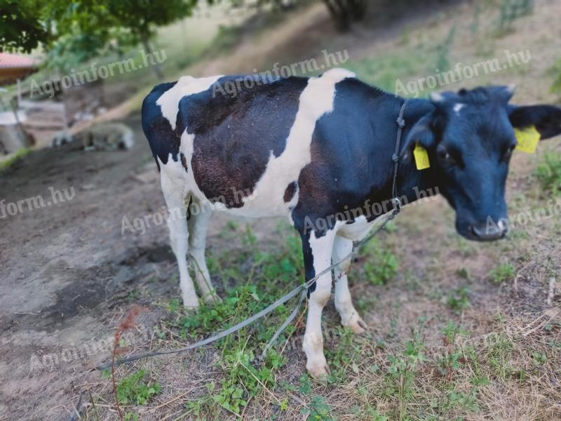Holstein heifer