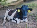 Holstein heifer