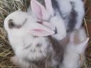 Dwarf rabbit, small bunny for sale