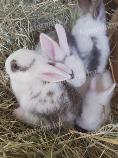 Dwarf rabbit, small bunny for sale