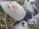 Dwarf rabbit, small bunny for sale