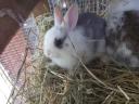 Dwarf rabbit, small bunny for sale